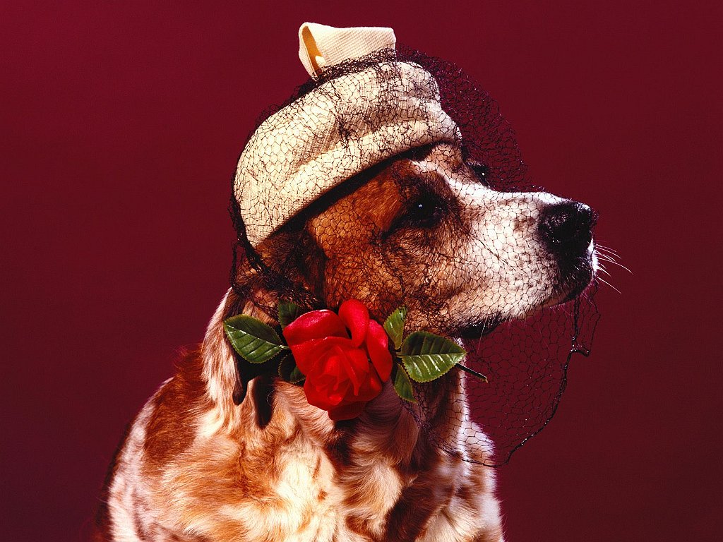Hopeless Romantic